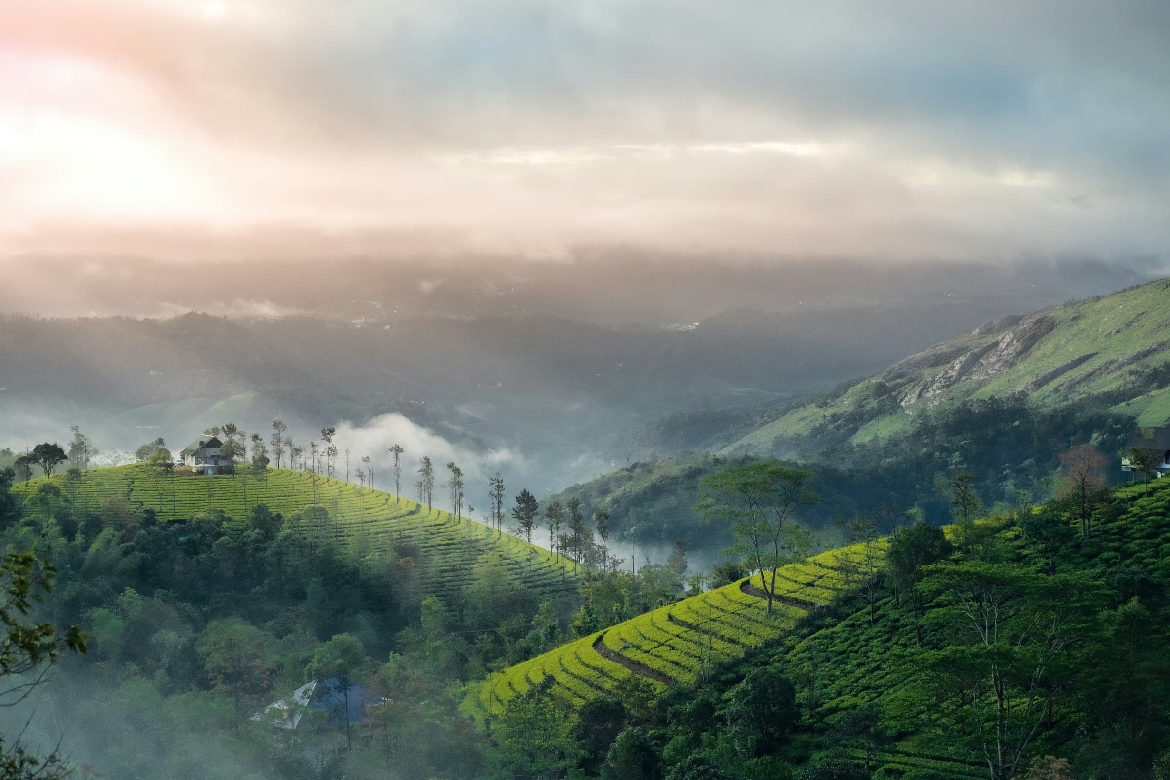 Coffee-growing hills under morning mist